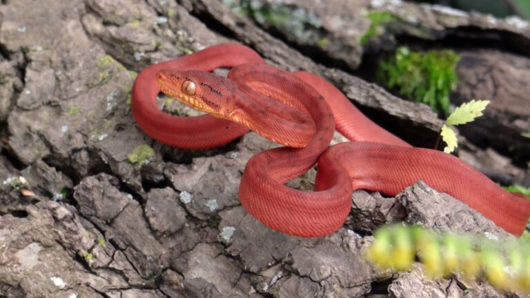 14 Friendliest Snake Species On Earth