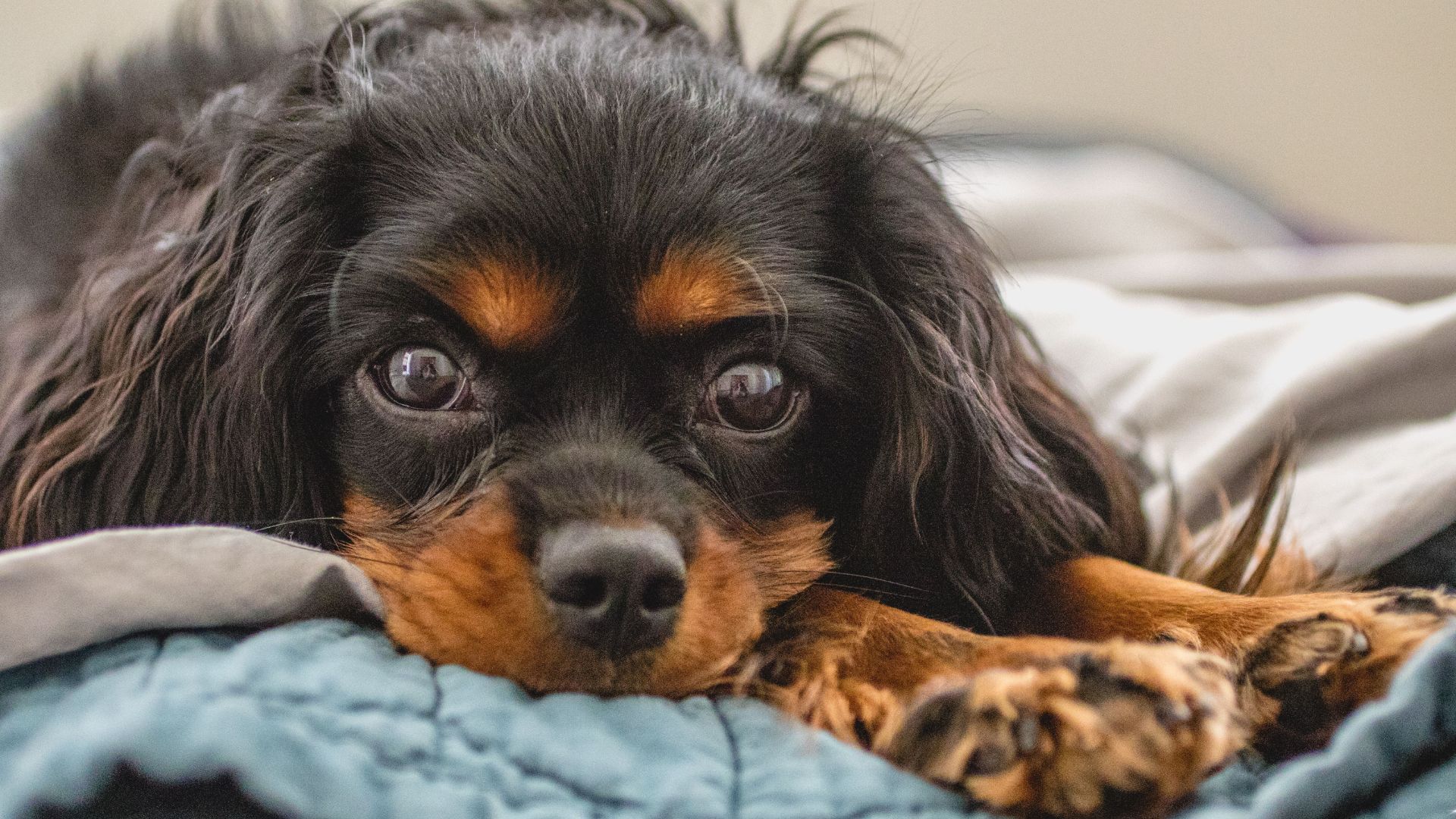 14 Ideal Dog Breeds For Introverts Looking For Calm Companions