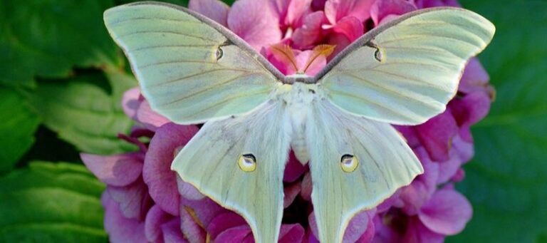 14 Magical Forest Animals With Surreal Traits