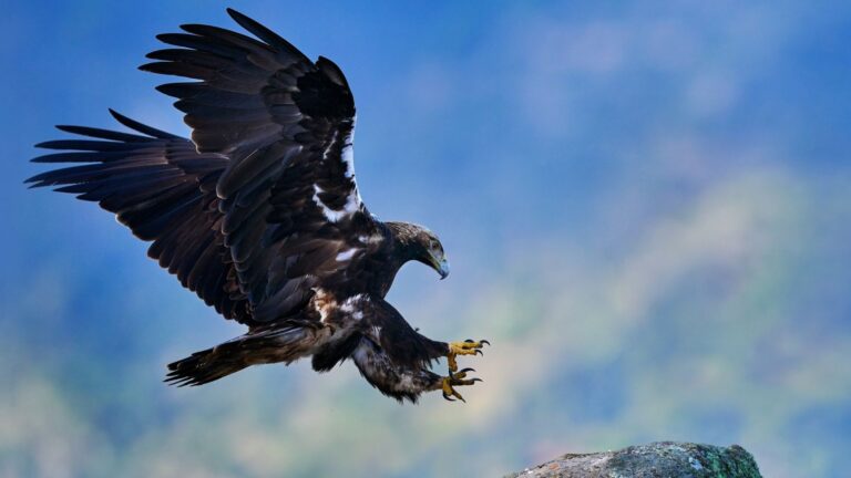 14 Mighty Birds Of Prey In America And Their Remarkable Hunting Abilities