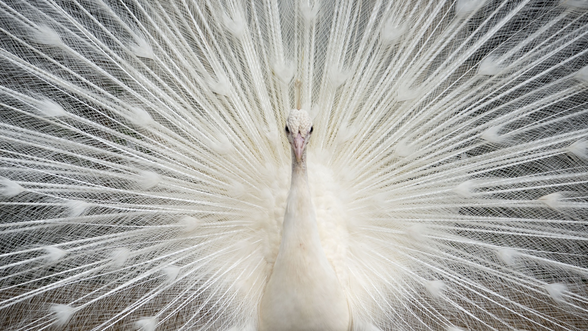 14 Rarest Albino Animals On Earth