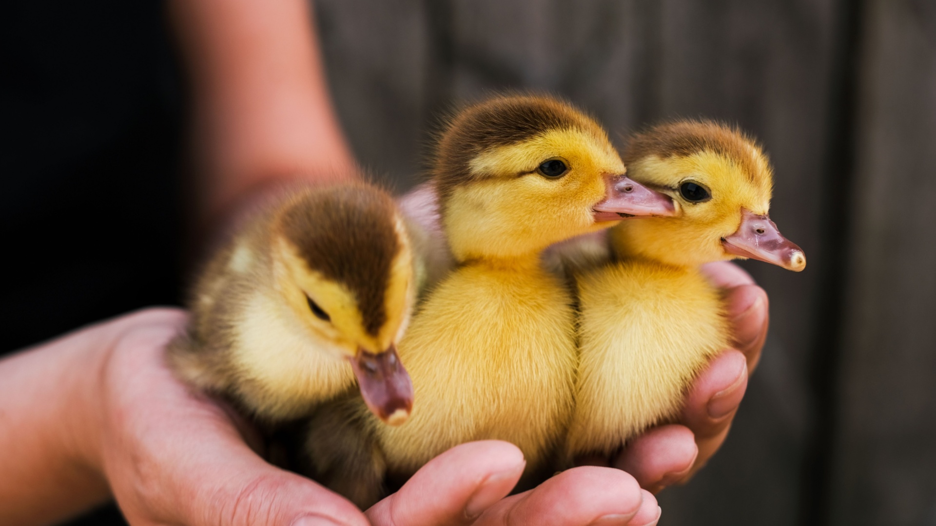 14 Reasons Why Ducks Make Excellent Pets