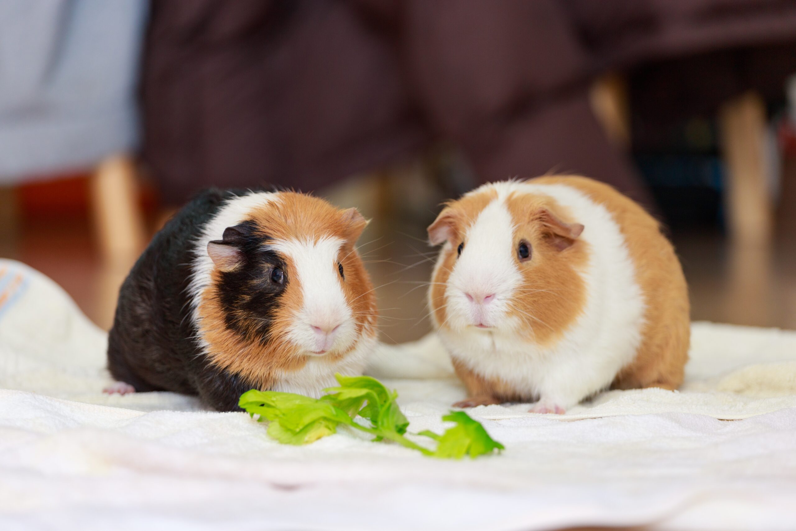 14 Small Mammals That Make Perfect Family Pets