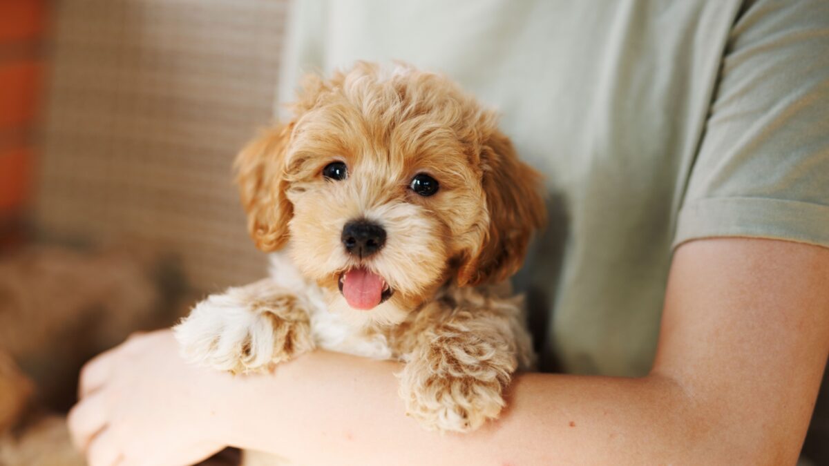 14 Smartest And Cutest Doodle Breeds For Every Kind Of Owner