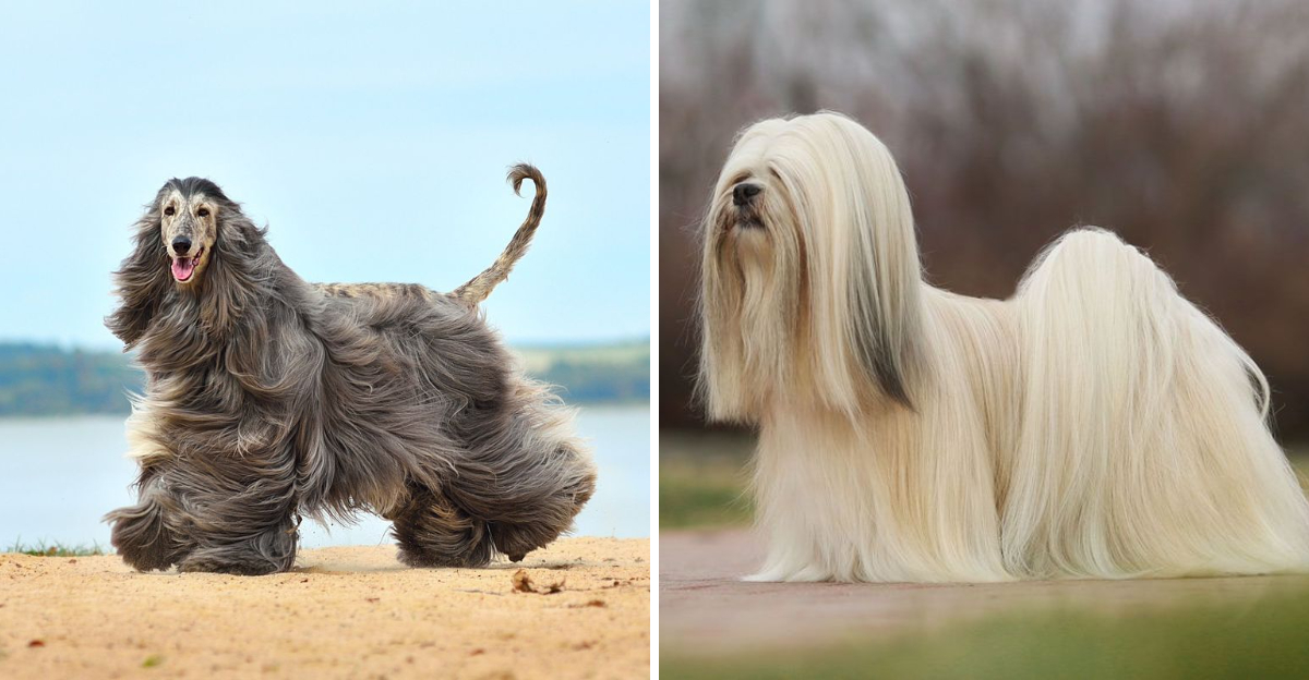 14 Stunning Long-Haired Dog Breeds