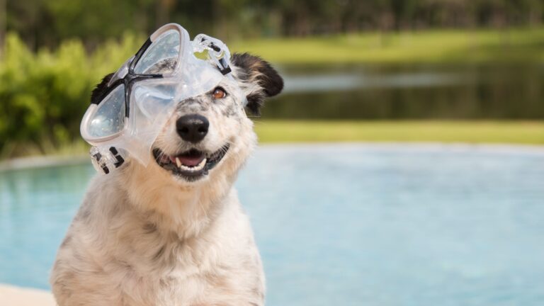 14 Surprising Dog Breeds Who Can’t Swim Very Well