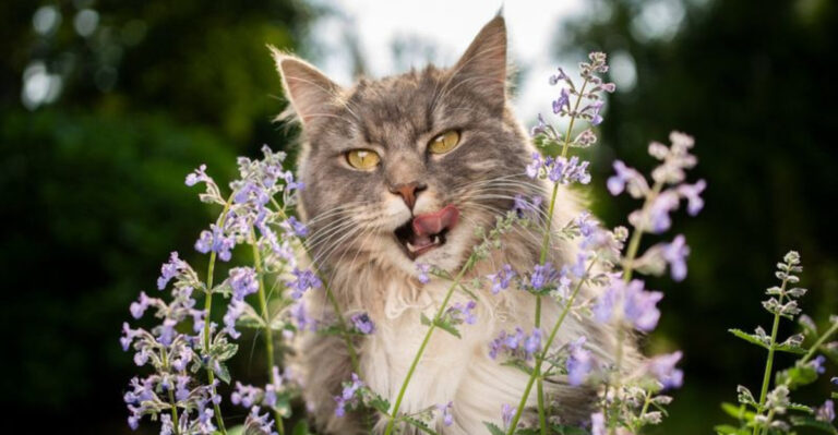 14 Surprising Truths About Giving Your Cat Catnip