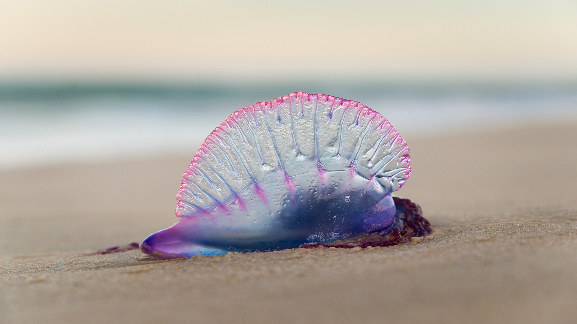 Portuguese Man O' War