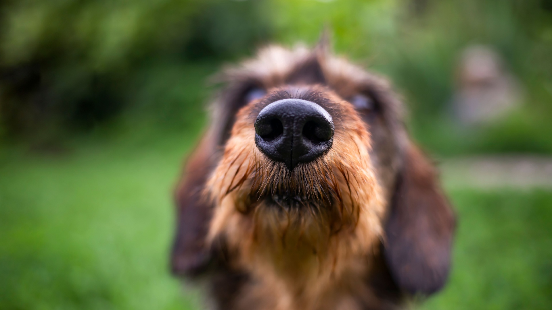 14 Things Dogs Smell And You Can’t