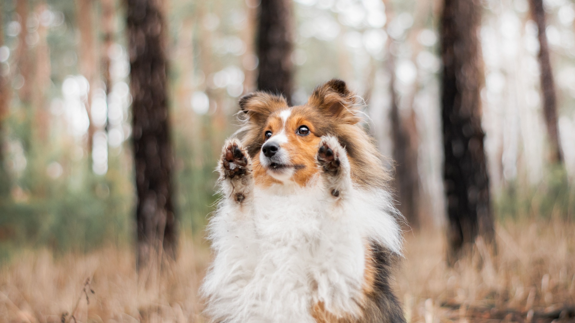 14 Things You Didn’t Know About Dogs’ Paws