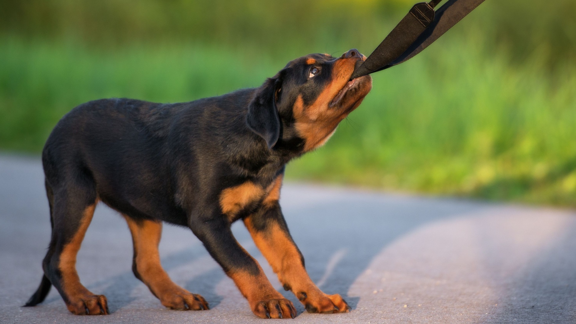 14 Tips For Managing A Stubborn Rottweiler