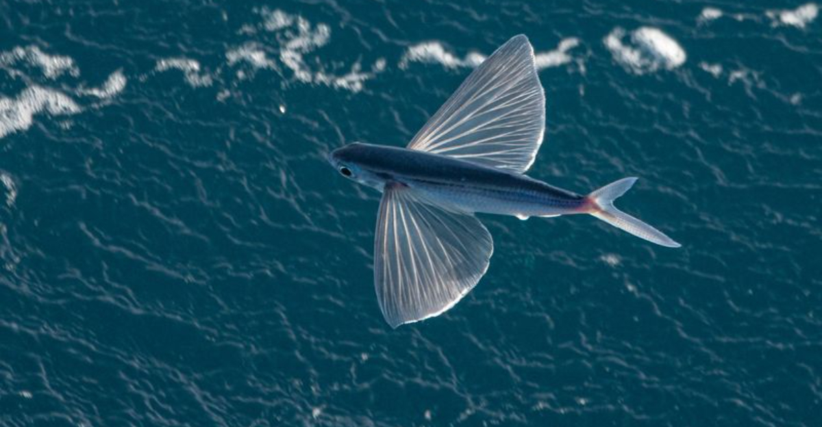 14 Unique Fish With Striking Fin Shapes