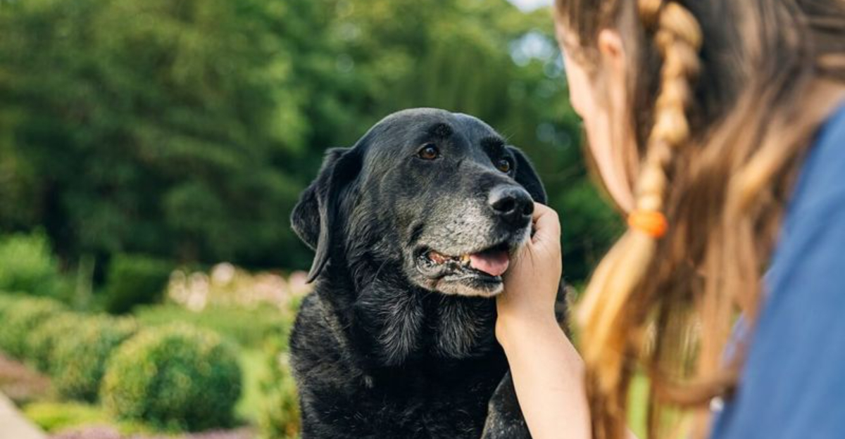 14 Ways To Help Your Senior Dog Stay Active