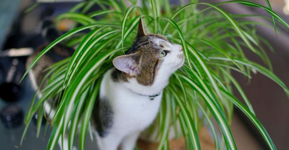 14 Ways To Keep Your Cats Out Of Houseplants