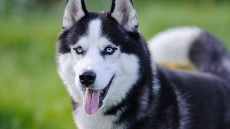 14 Worst Dog Breeds Every American Should Know About