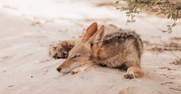 14 Dangerous Wild Canines You Definitely Don’t Want To Meet