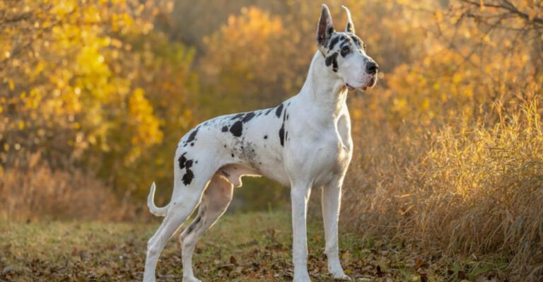 14 Dog Breeds That Are Born To Be Watchdogs
