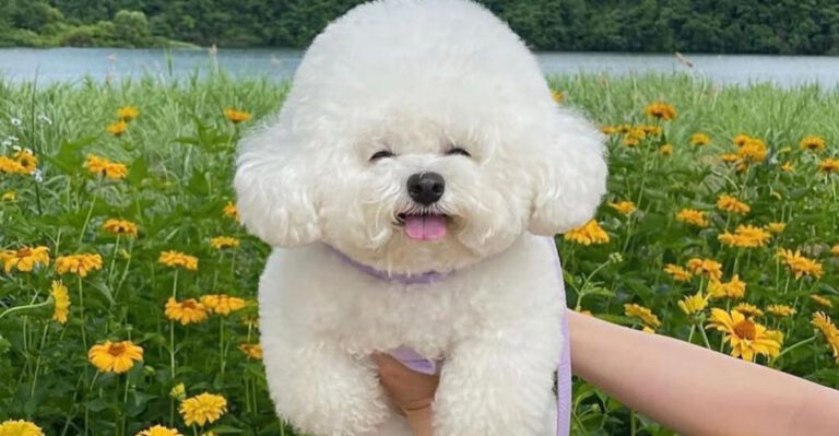 14 Dog Breeds That Are Naturally Affectionate And Love To Be Around People
