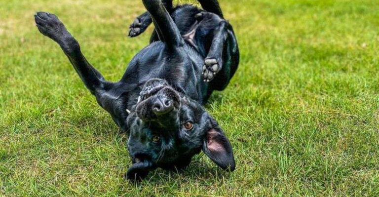 14 Fascinating Ways Dogs Communicate Without Barking
