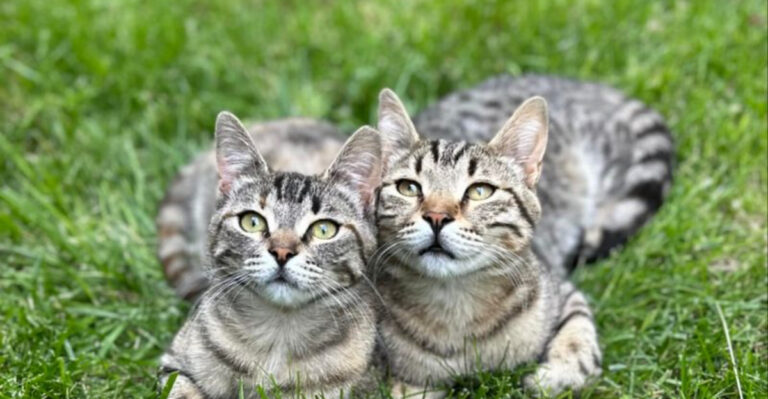 14 Smart Strategies To Protect Your Outdoor Cat From Hidden Dangers