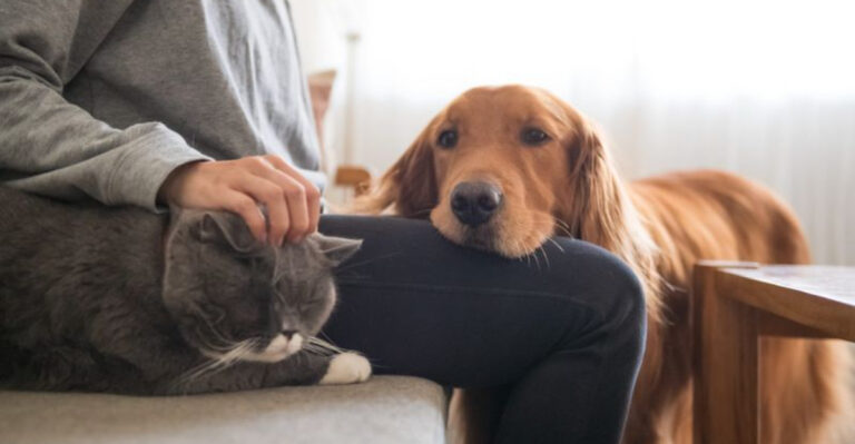 14 Smart Ways To Help Your Cat And Dog Become Best Friends