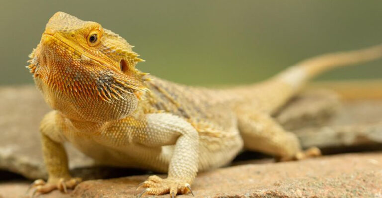 14 Wildly Cool Facts About Bearded Dragons That’ll Surprise You
