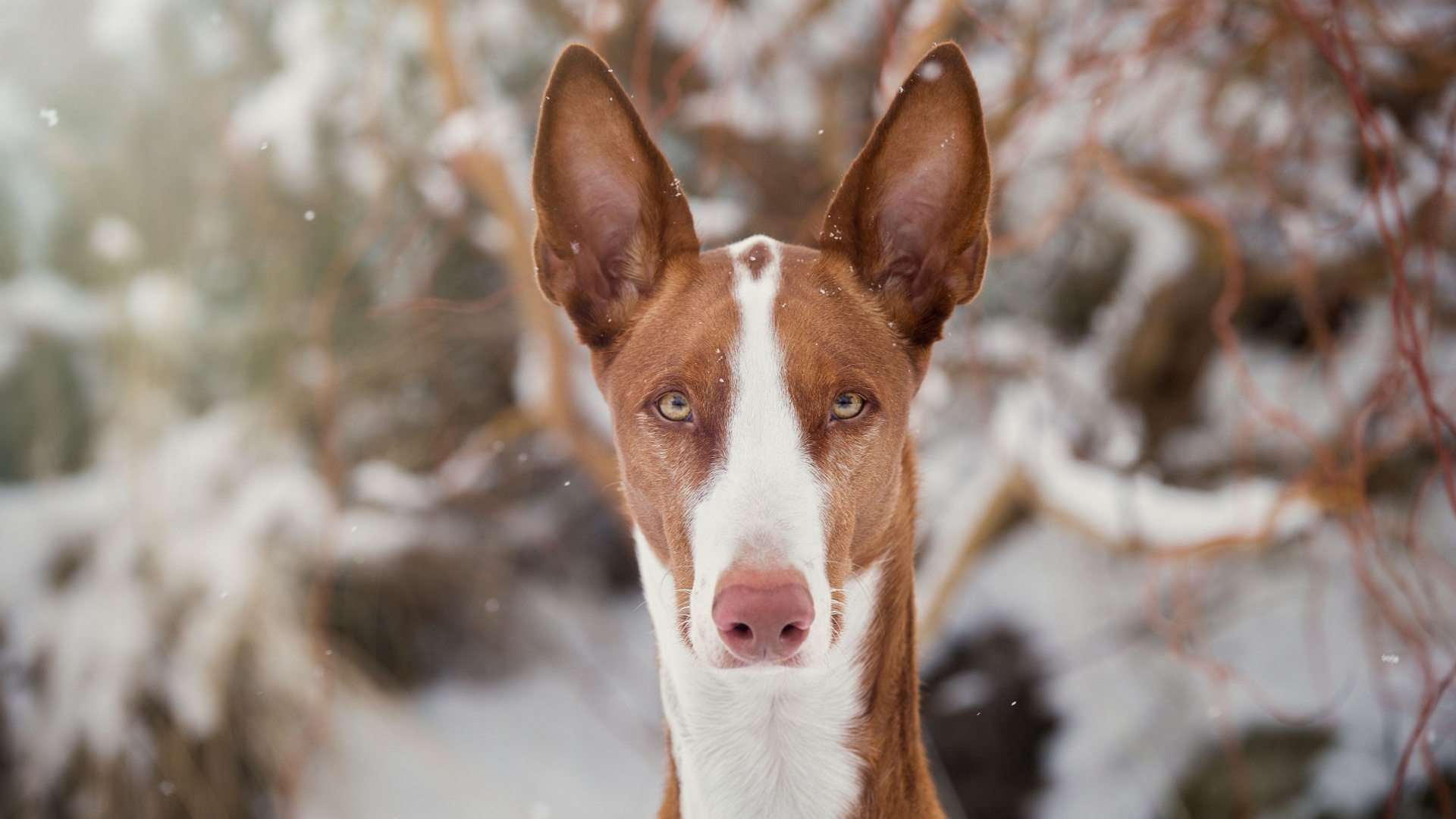 15 Adorable Dog Breeds With The Pointiest Ears