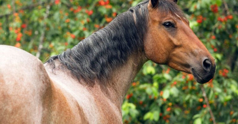 15 Amazing Facts About The Legendary American Quarter Horse