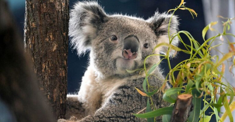 15 Animals That Are Pretty Bad At Being Predators