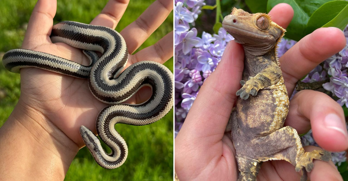 15 Best Reptiles For Beginners