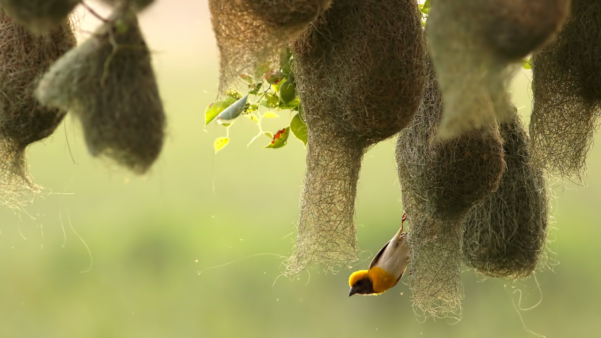 15 Birds That Build The Most Elaborate Nests