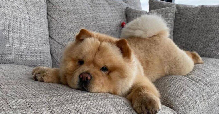 15 Calm Dog Breeds That Are Perfect For A Lazy Day In