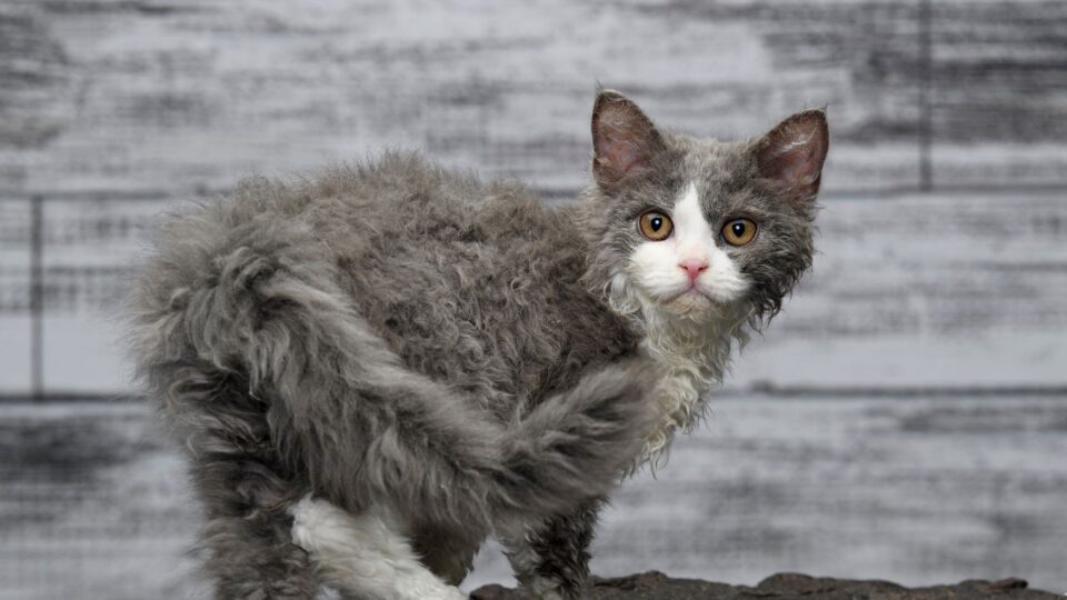 15 Cat Breeds That Are Least Likely To Get Adopted