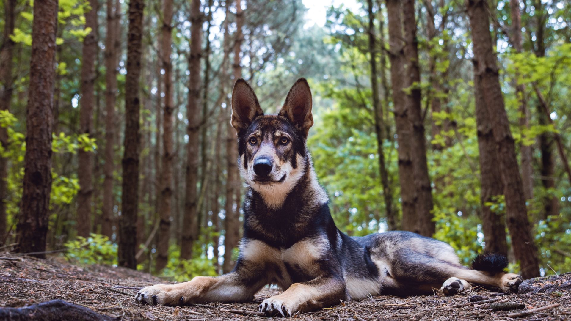 15 Dog Breeds That Descended From Wild Wolves