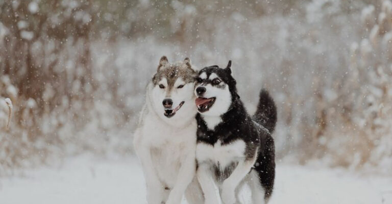 15 Dog Breeds That Were Bred Specifically For Unique Weather Conditions