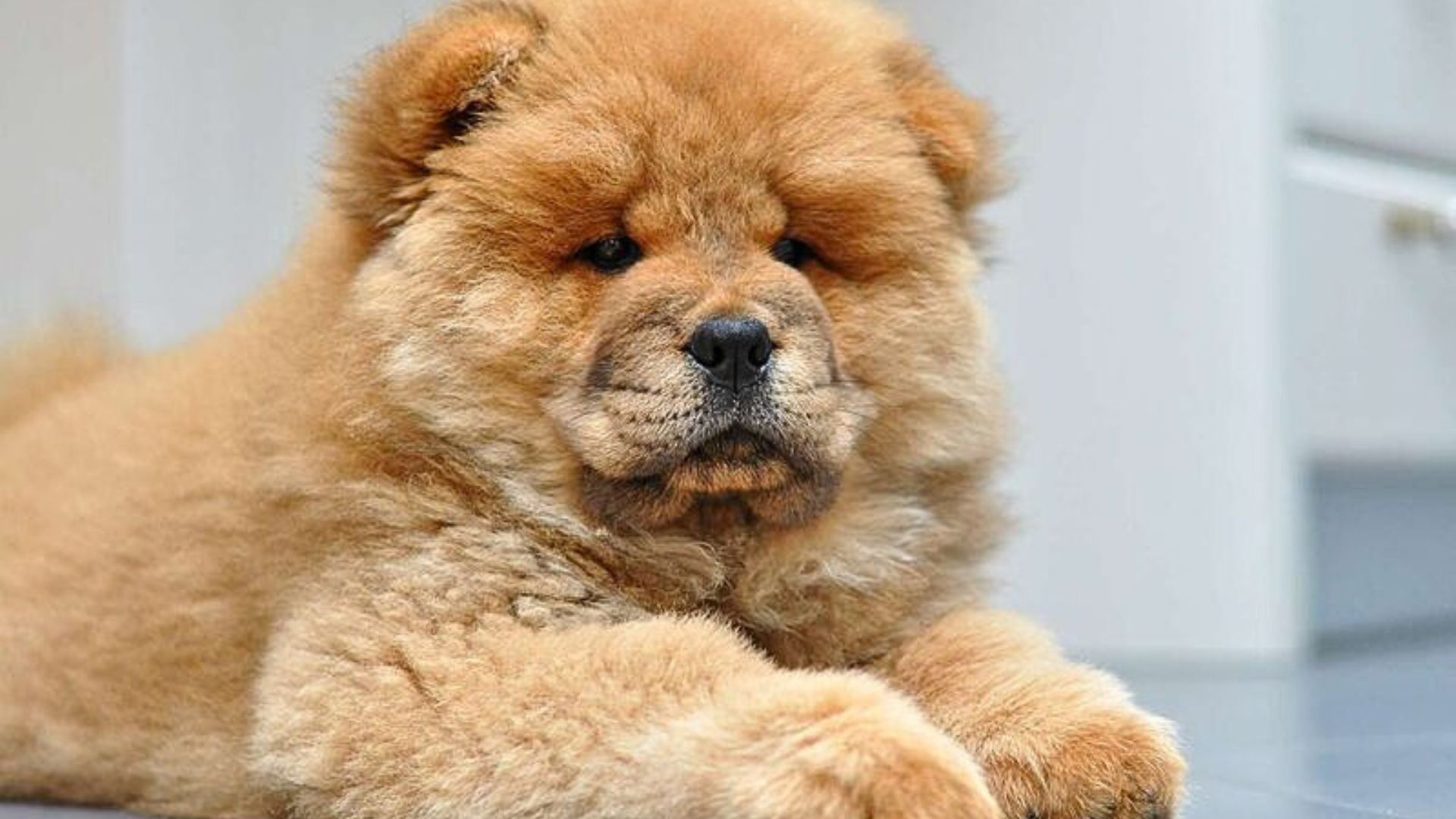 15 Dog Breeds With The Ultimate Teddy Bear Look