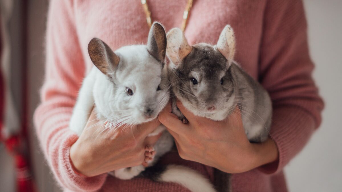15 Essential Tips For Proper Chinchilla Care