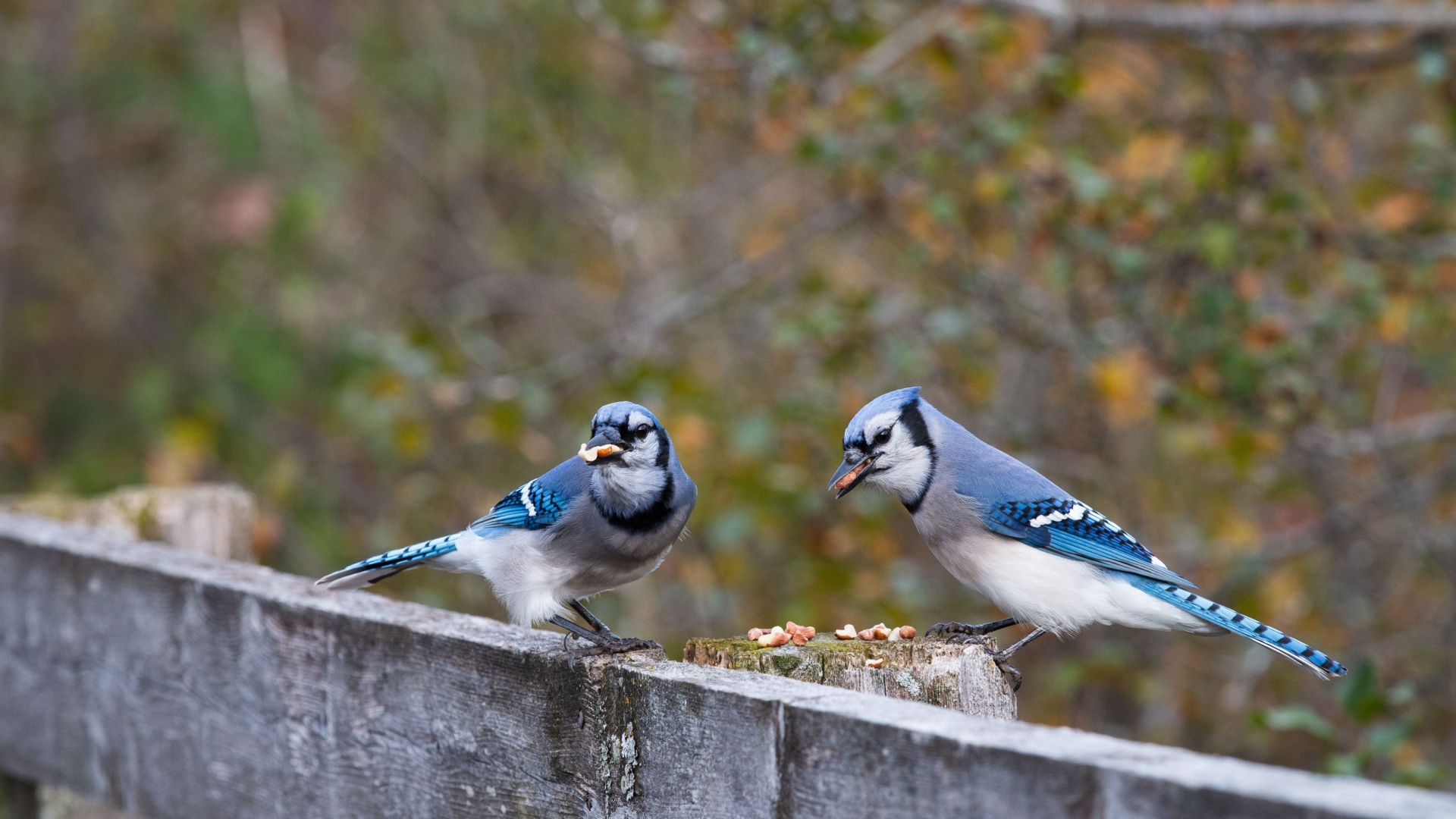 15 Eye-Catching Birds Will Make Your Yard Their Favorite Spot