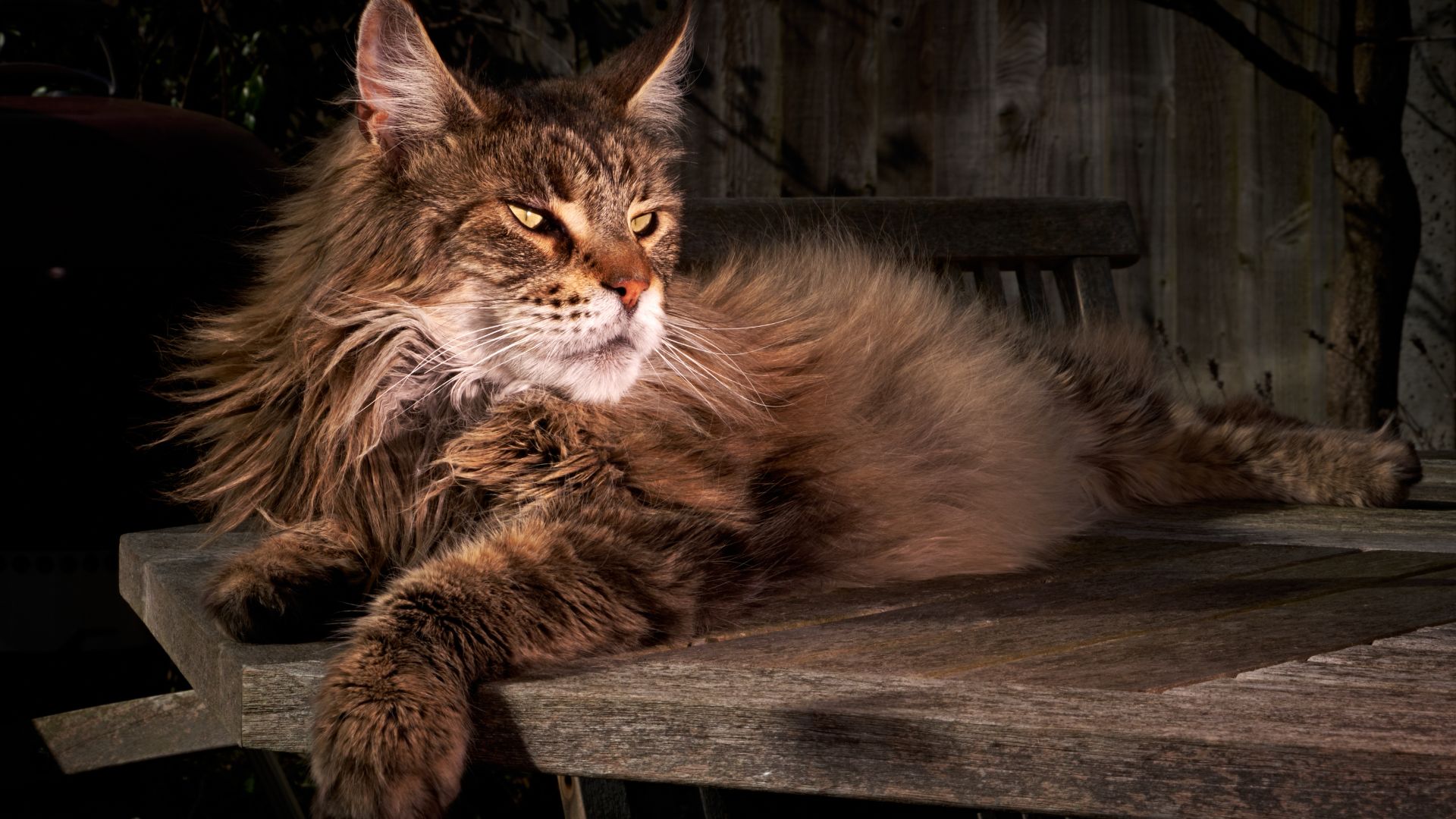 15 Facts About Maine Coon Cats