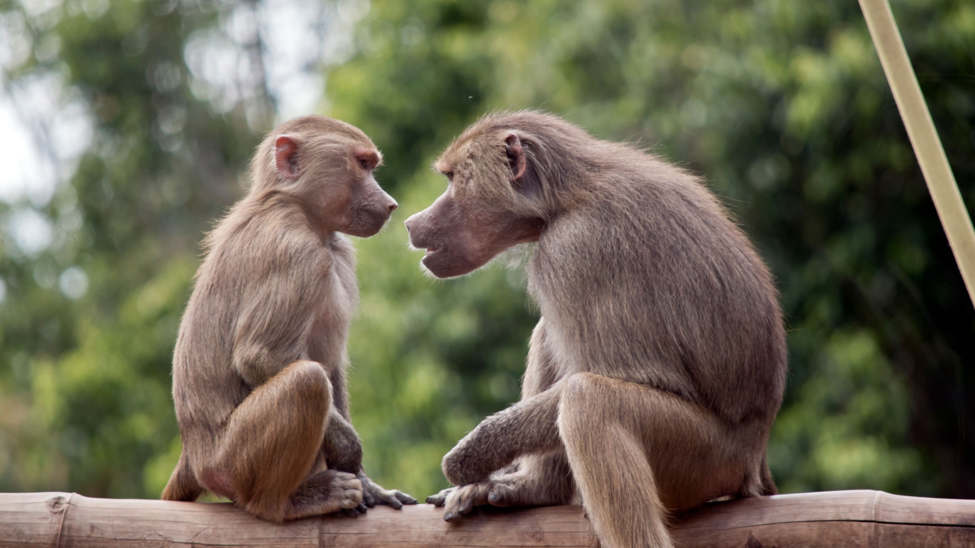 15 Facts That Prove Monkeys Are Truly Fascinating Creatures