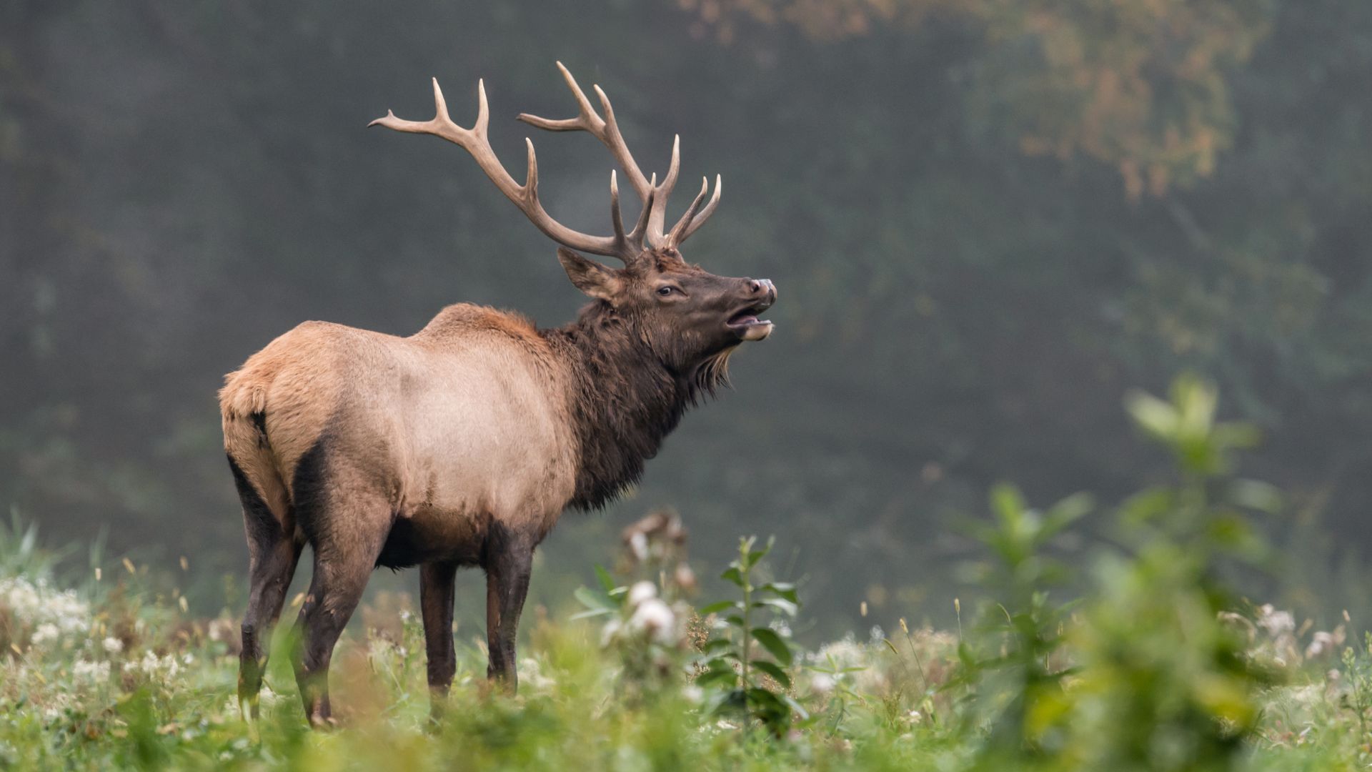 15 Fascinating Mammals That Are Gone Forever And We’ll Never See Again