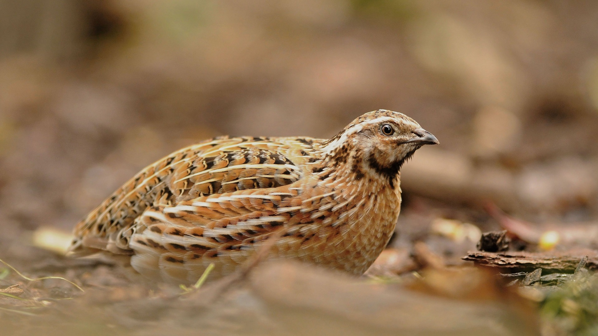 15 Fascinating Quail Facts You Didn’t Know