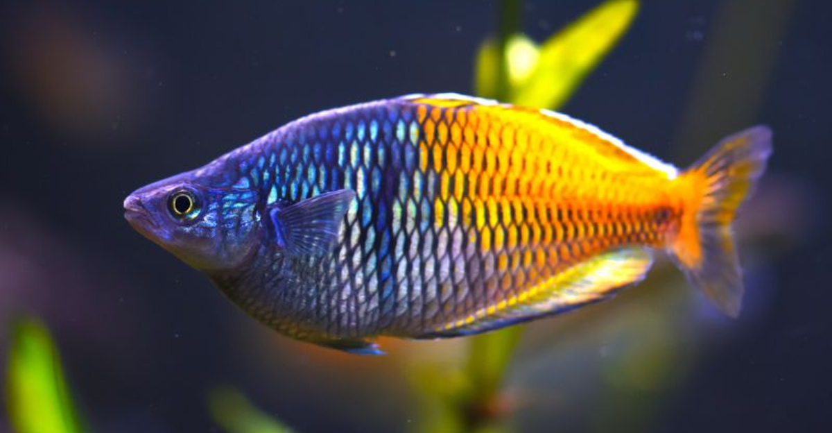 15 Fish That Thrive In Planted Aquariums And The Best Plants For Each