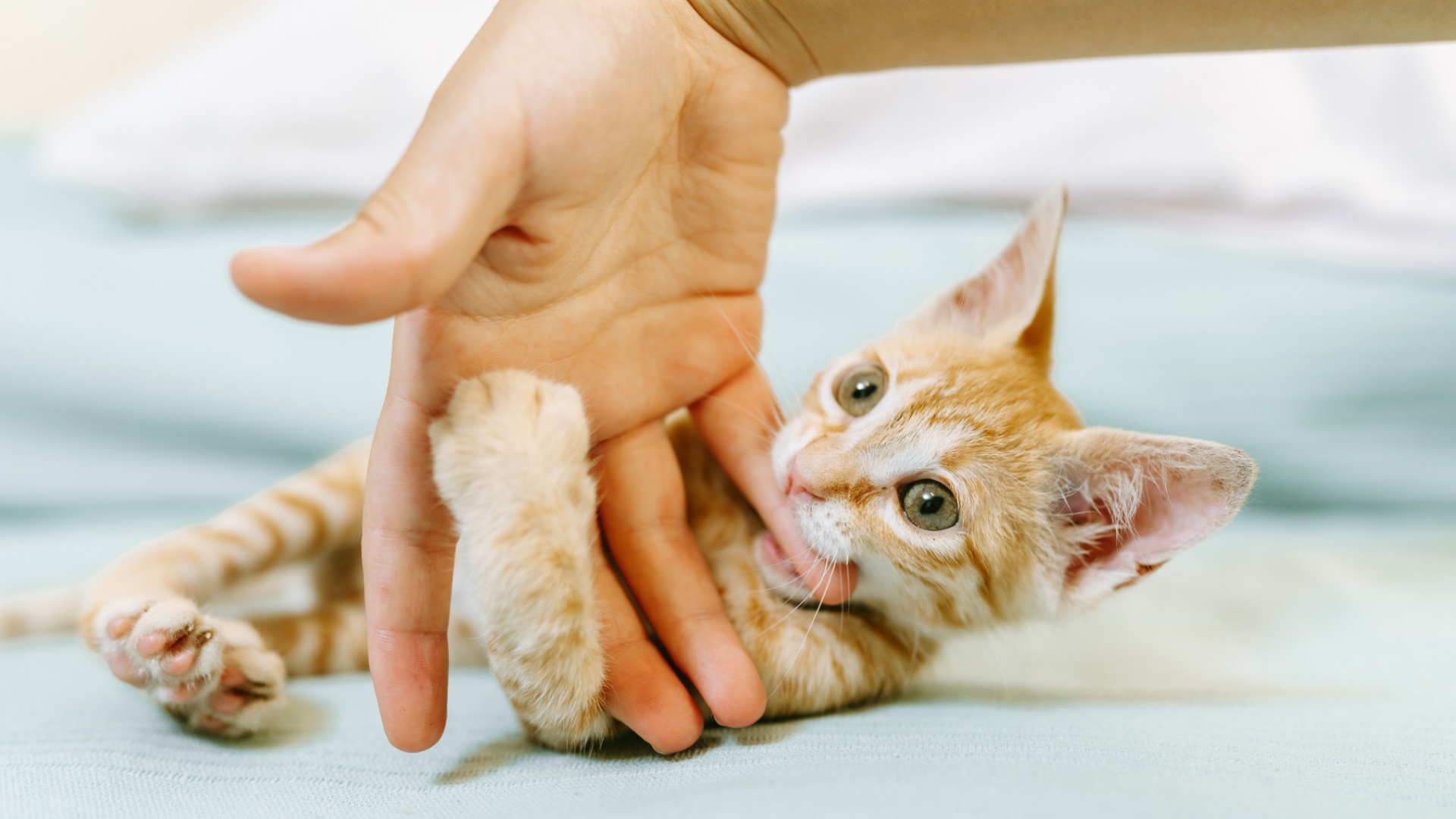 15 Friendly Animals That Love Playing With Humans