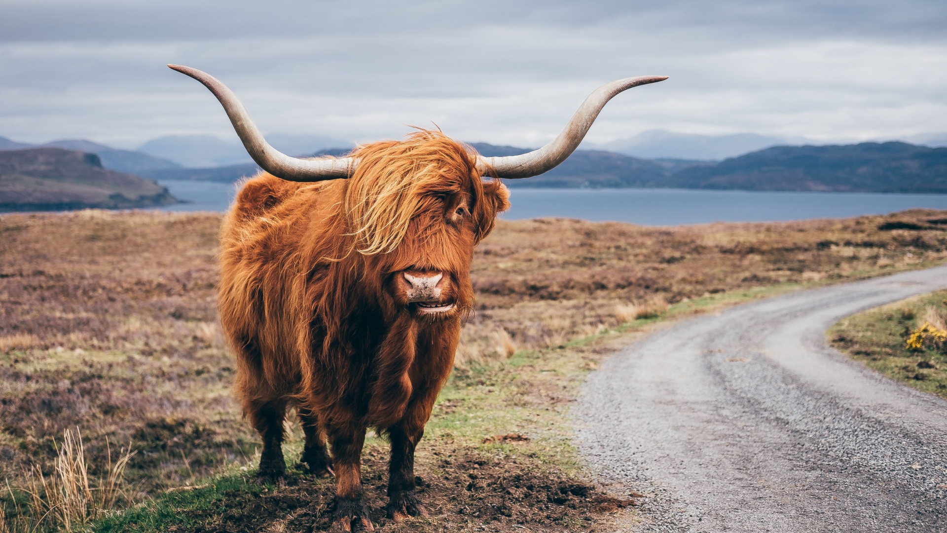 15 Hairiest Animals In The World