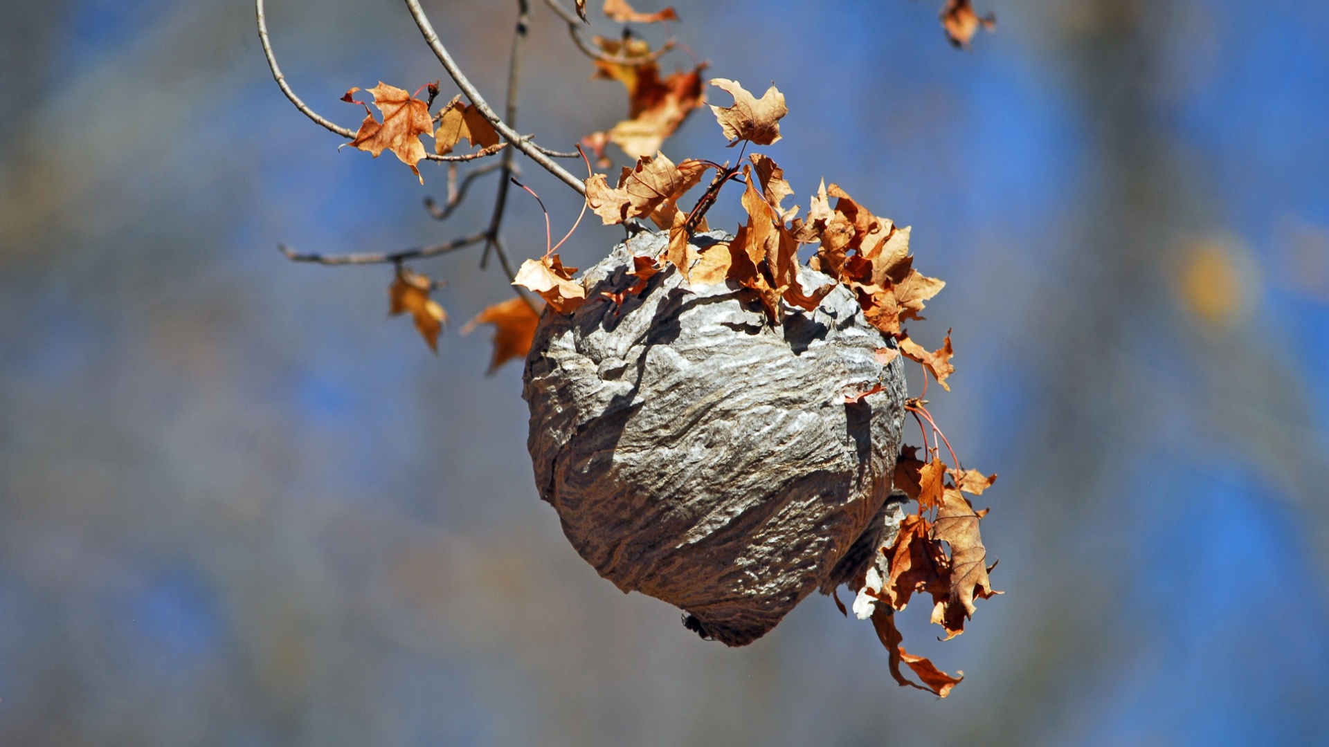 15 Incredible Insect Architects And Their Masterpiece Homes