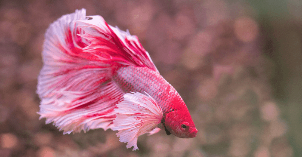 15 Interesting Facts About Betta Fish