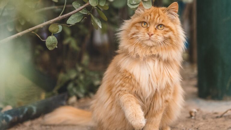 15 Largest Cat Breeds In The World That Will Blow Your Mind