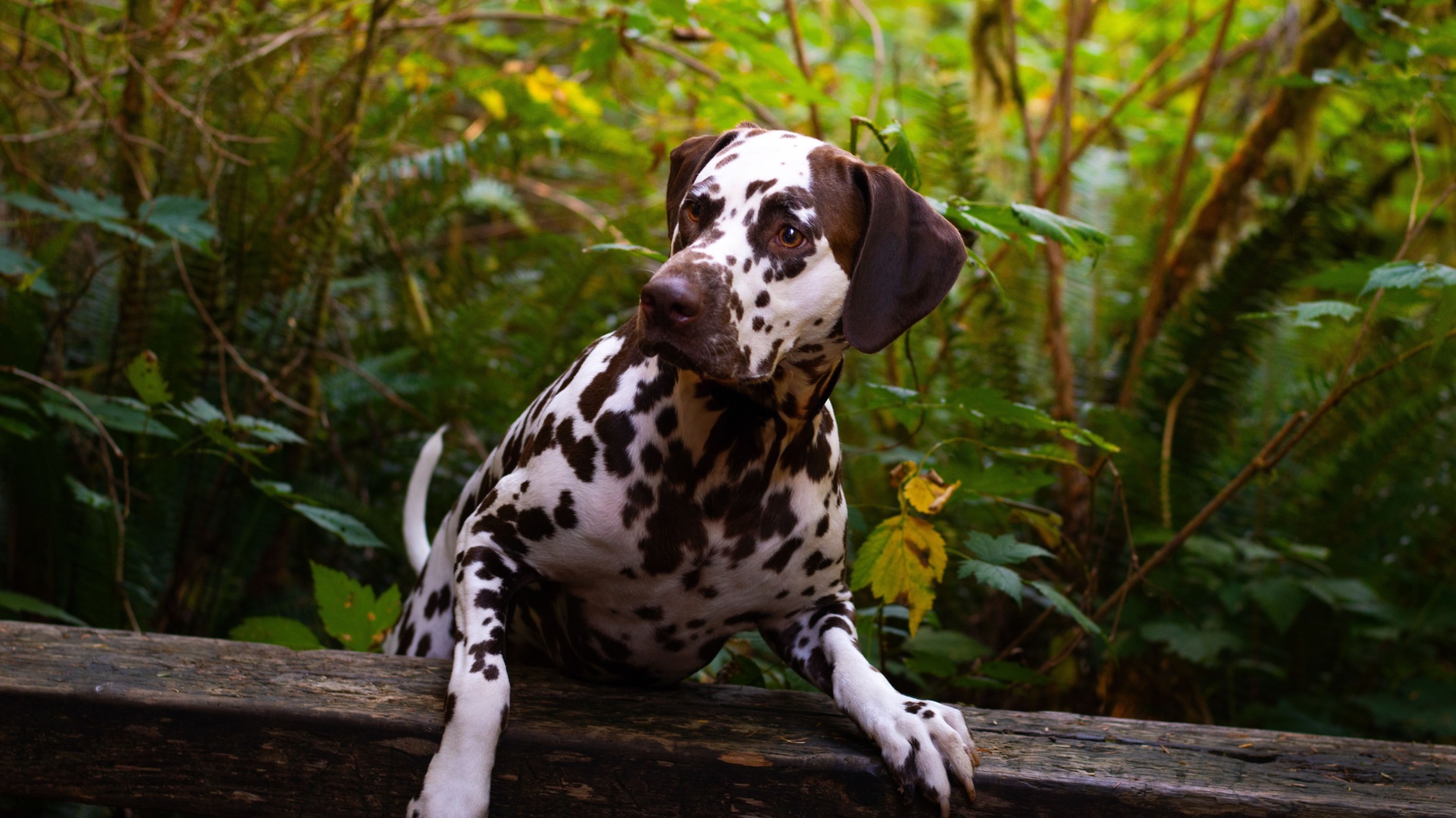 15 Most Curious Dog Breeds On Earth