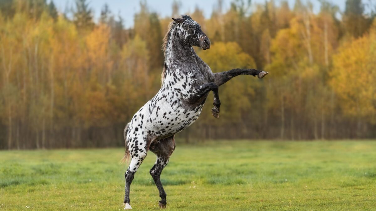 15 Most Dangerous Horse Breeds That Require Extreme Caution